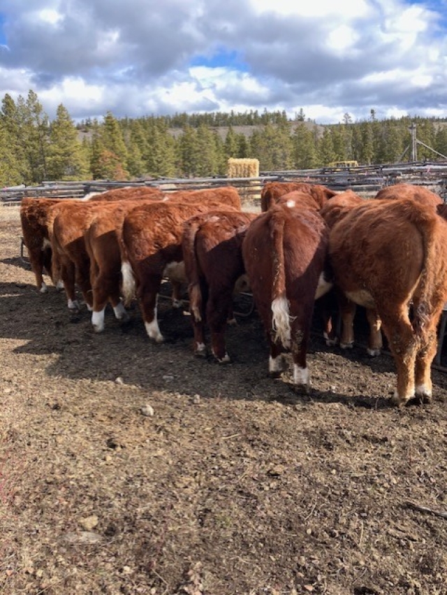BC Livestock Sale Image