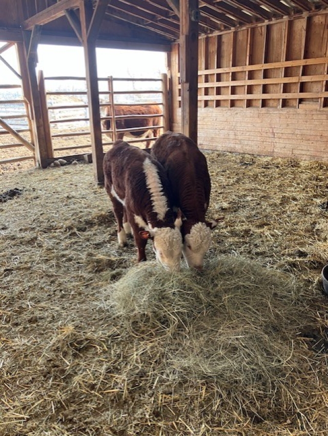 BC Livestock Sale Image