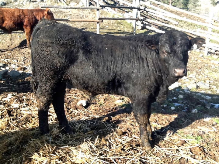 BC Livestock Sale Image