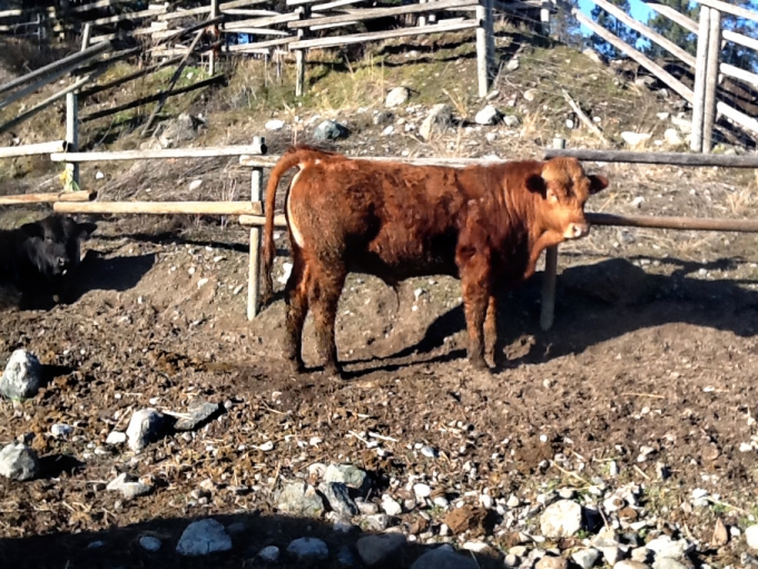 BC Livestock Sale Image