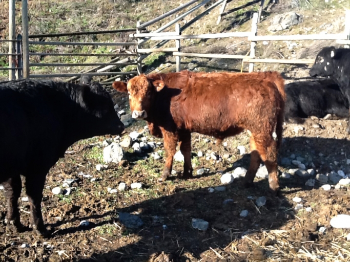 BC Livestock Sale Image