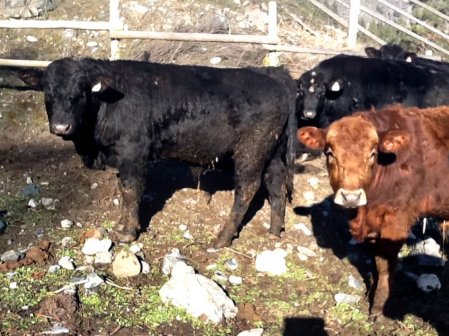 BC Livestock Sale Image