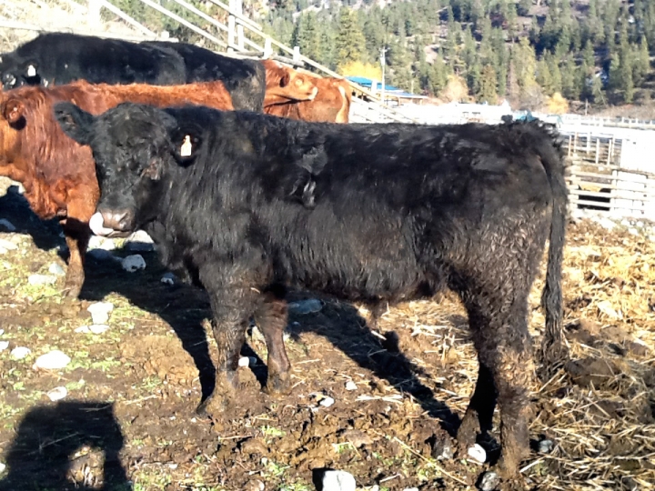 BC Livestock Sale Image