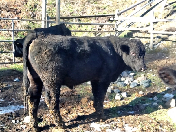 BC Livestock Sale Image