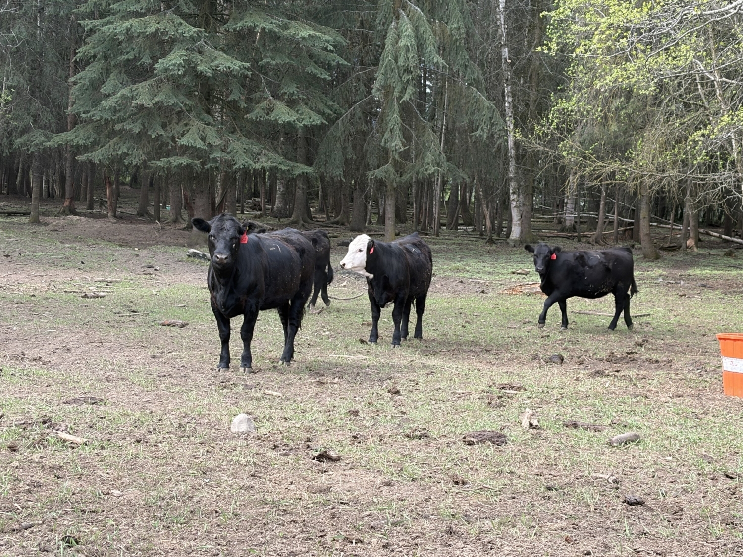 BC Livestock Sale Image