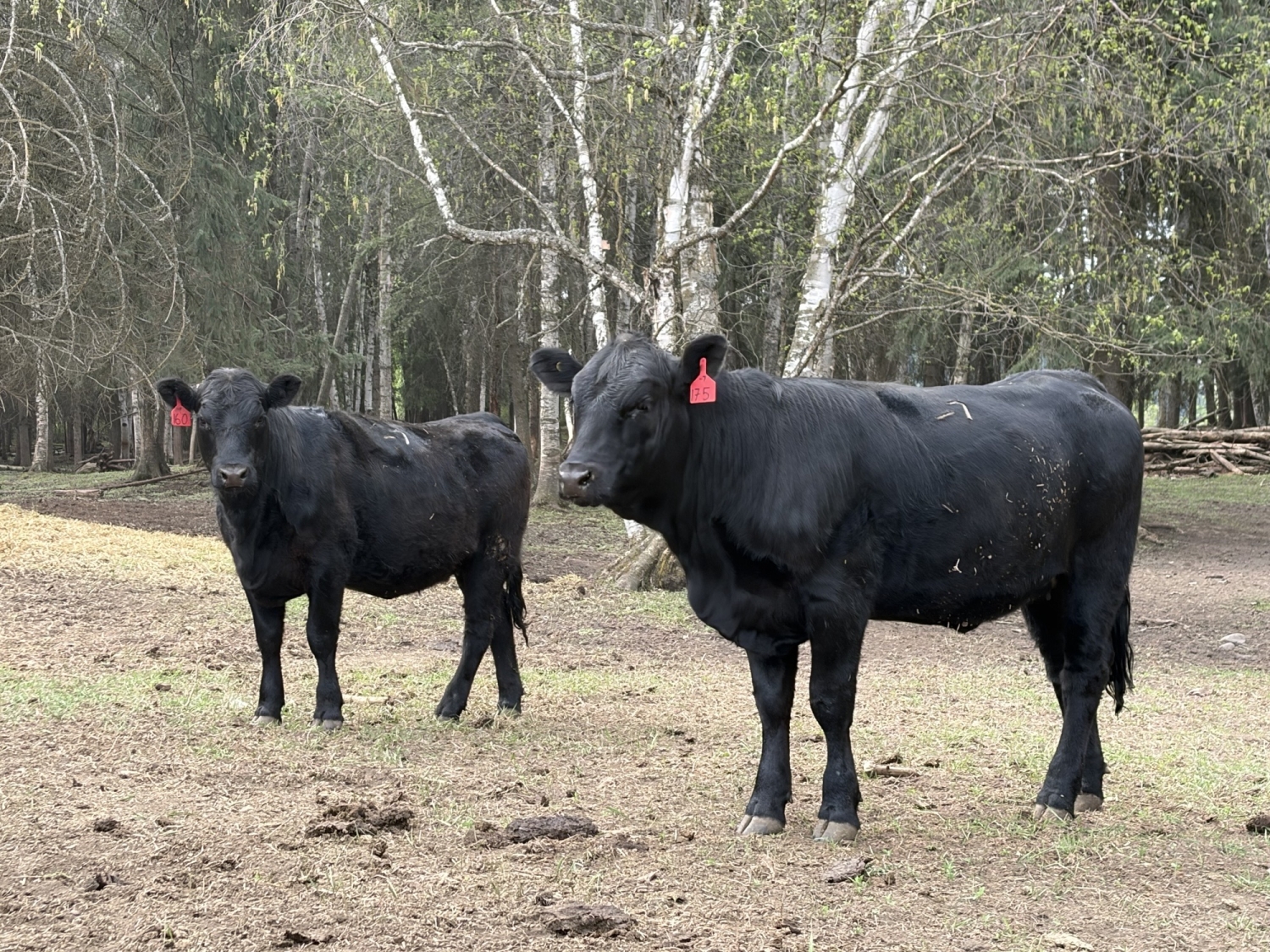BC Livestock Sale Image
