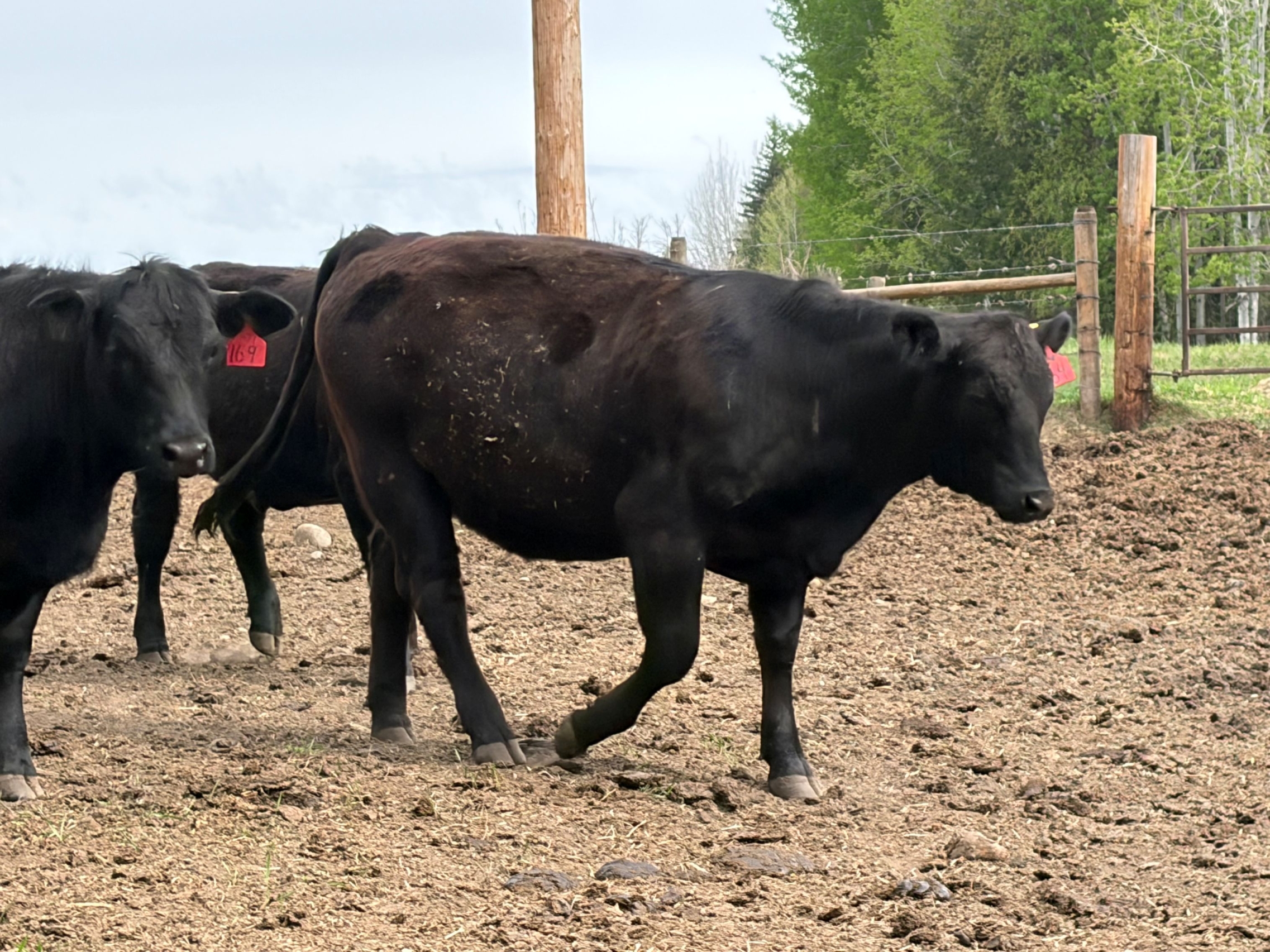 BC Livestock Sale Image