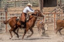 BC Livestock Sale Image
