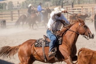 BC Livestock Sale Image