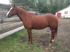 BC Livestock Sale Image