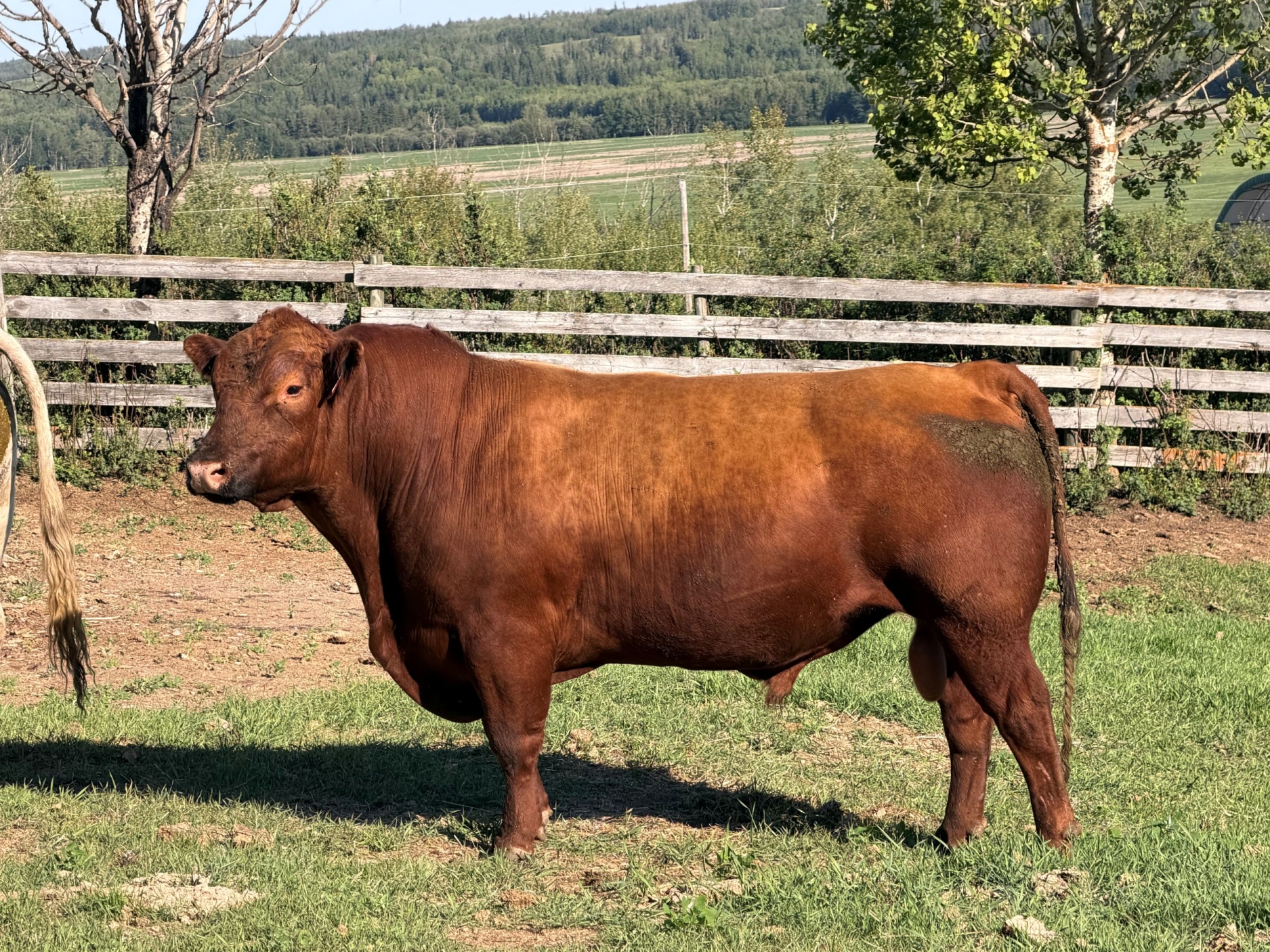 BC Livestock Sale Image