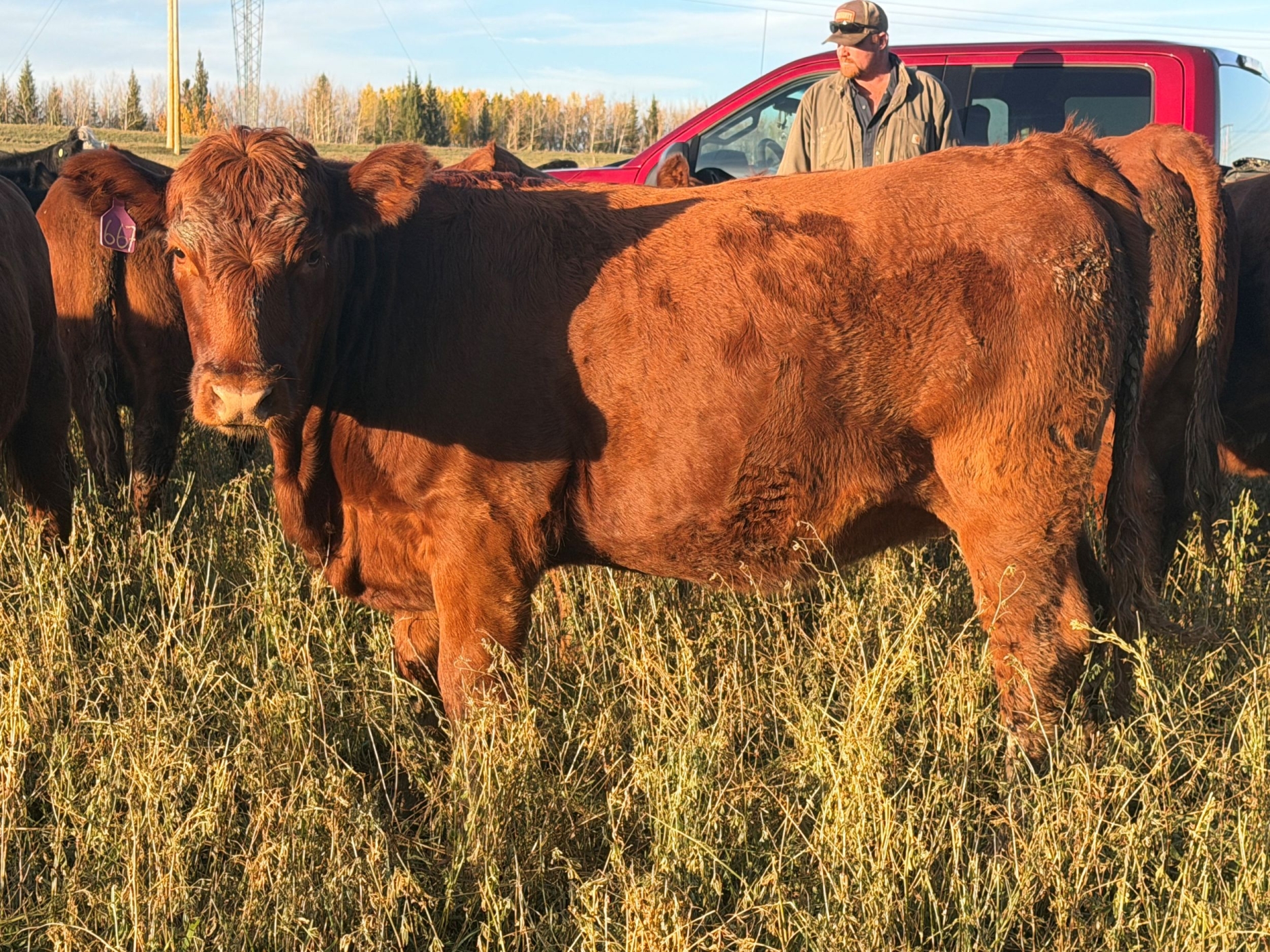 BC Livestock Sale Image