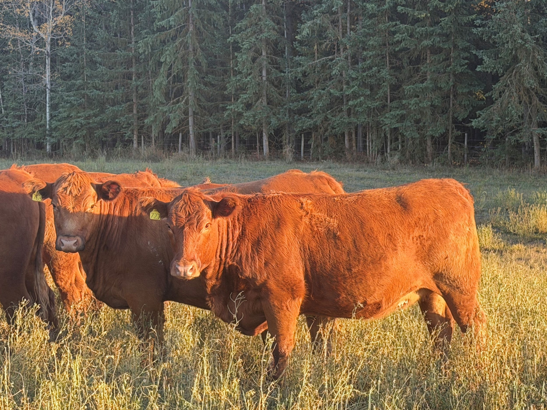 BC Livestock Sale Image
