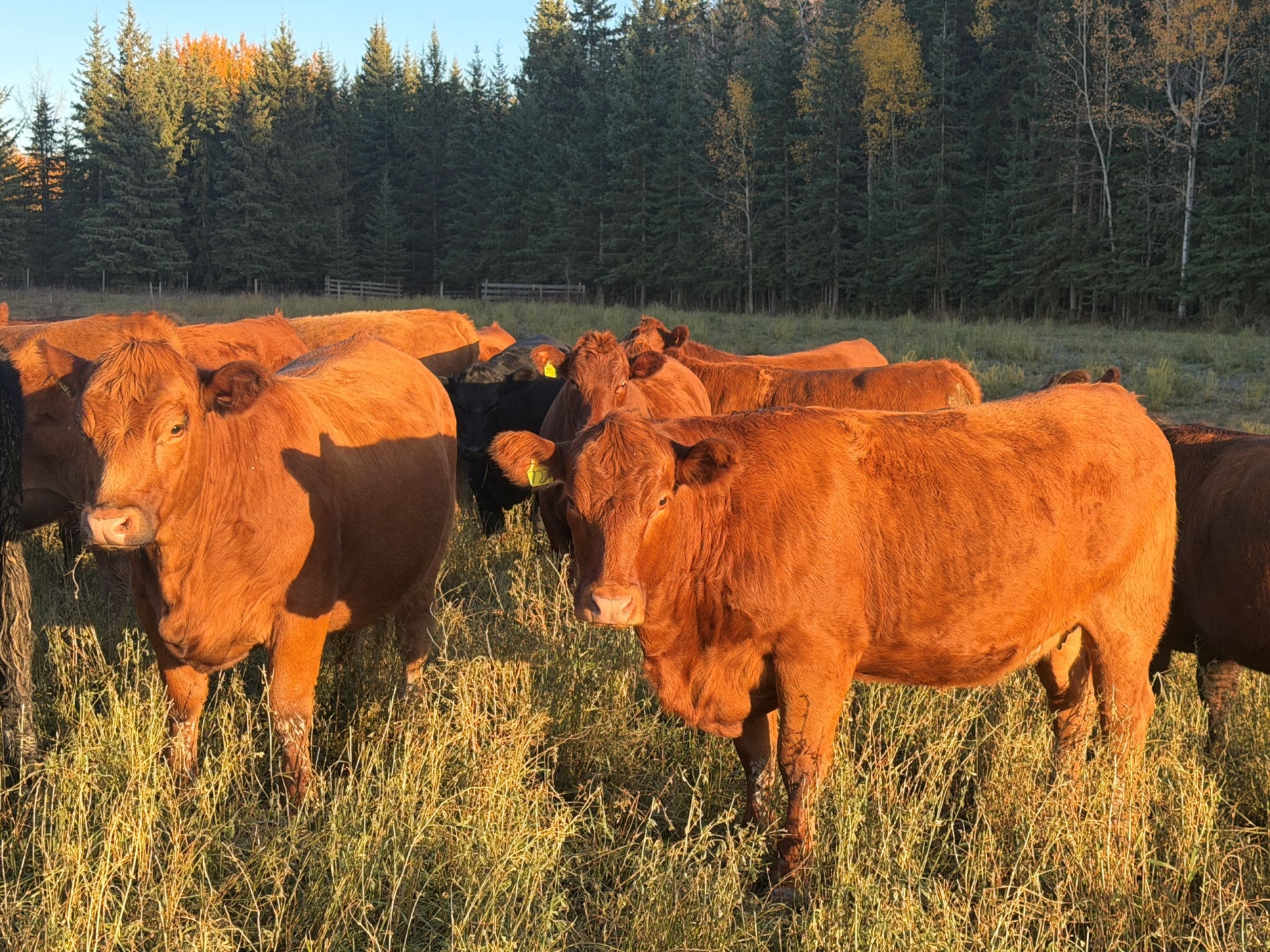 BC Livestock Sale Image