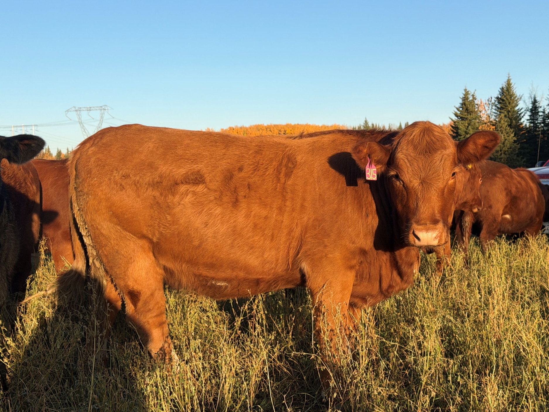 BC Livestock Sale Image