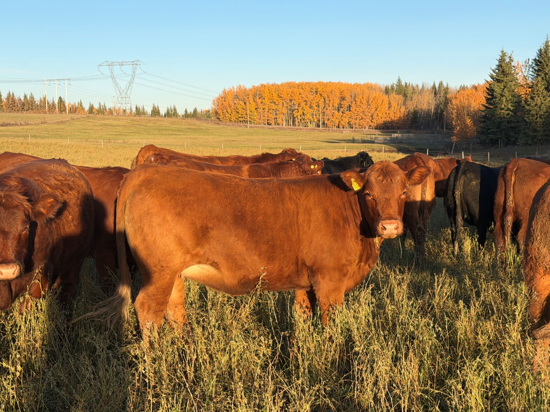 BC Livestock Sale Image