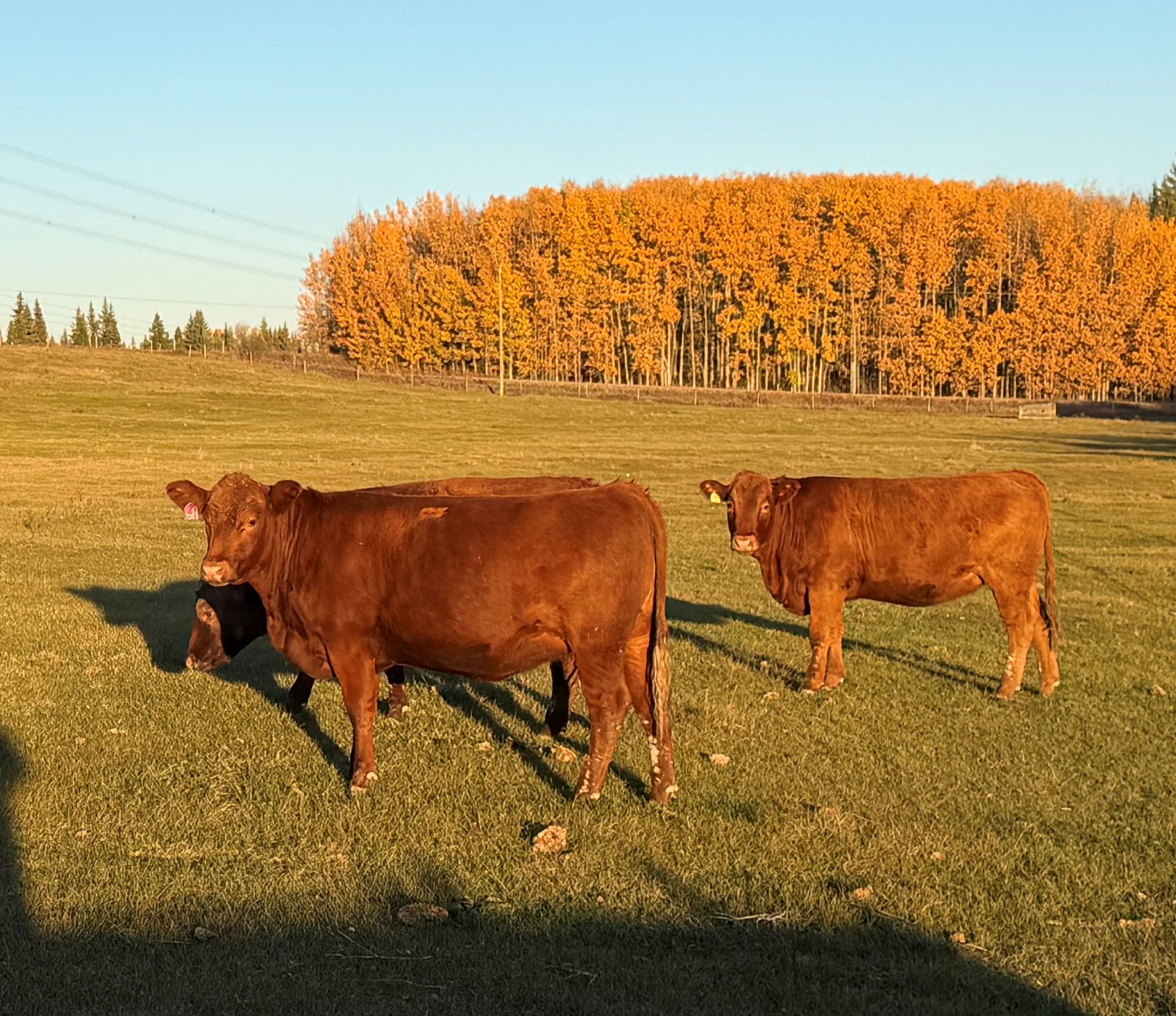 BC Livestock Sale Image