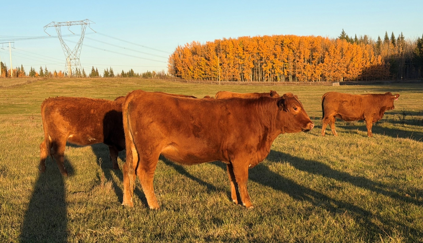 BC Livestock Sale Image