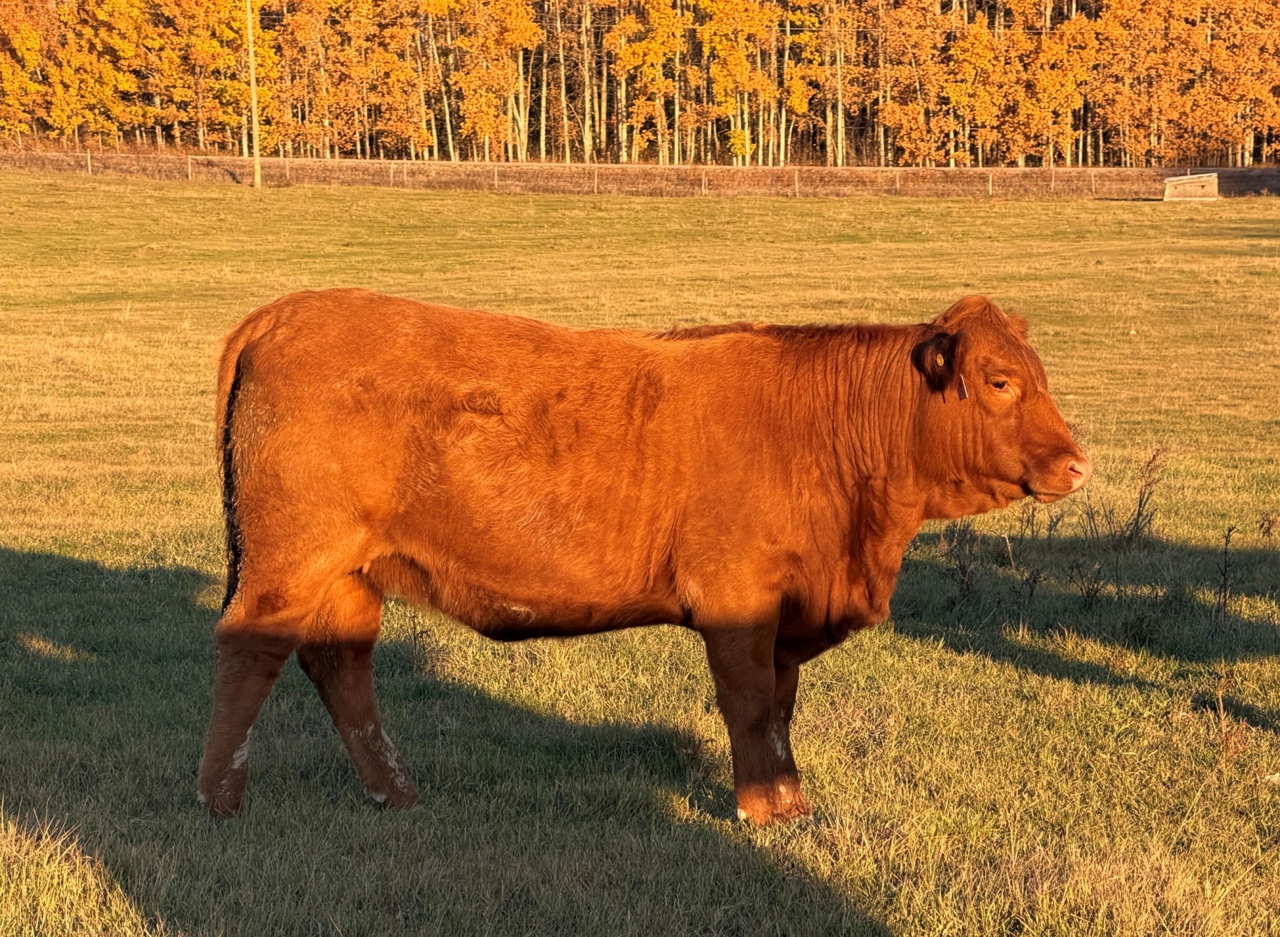 BC Livestock Sale Image