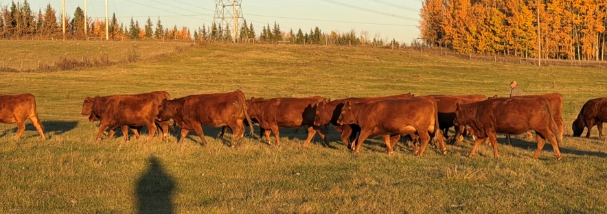 BC Livestock Sale Image