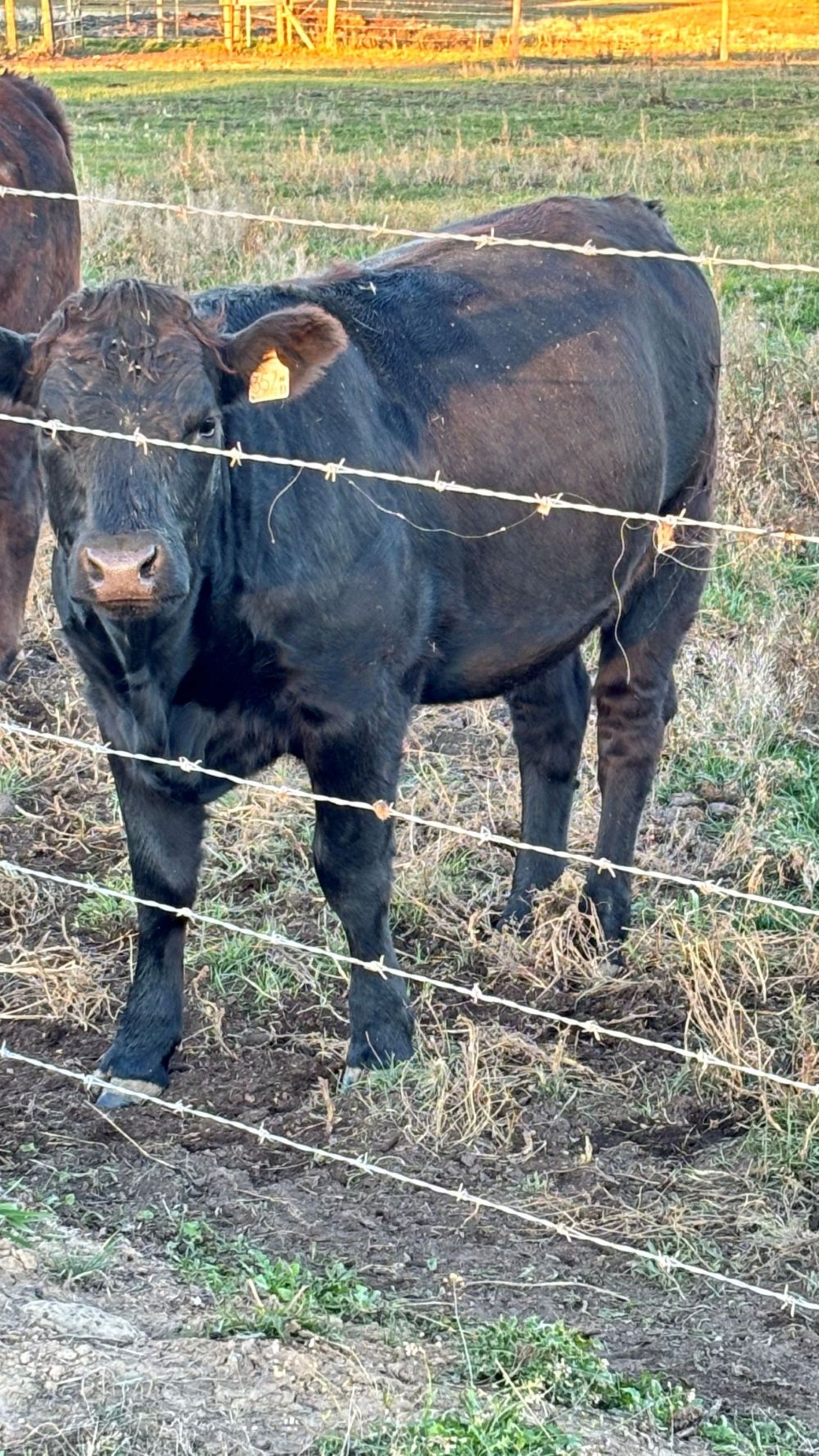 BC Livestock Sale Image