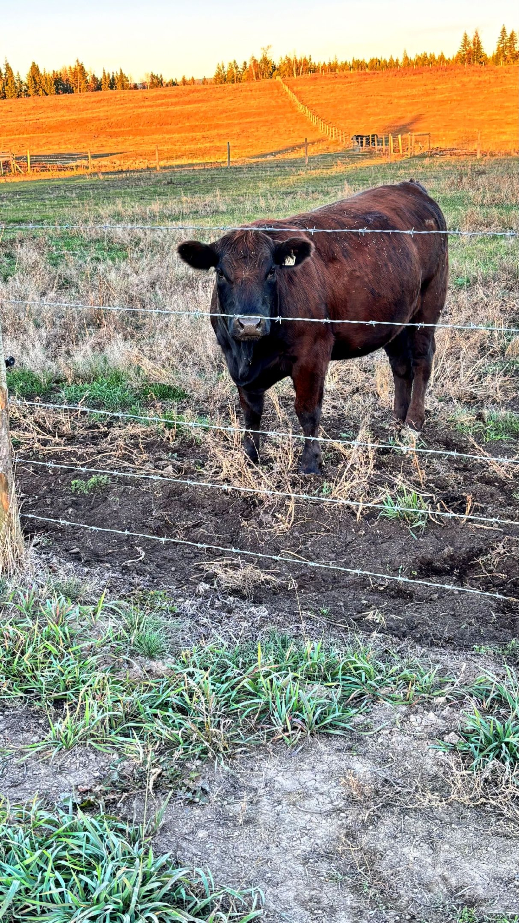 BC Livestock Sale Image