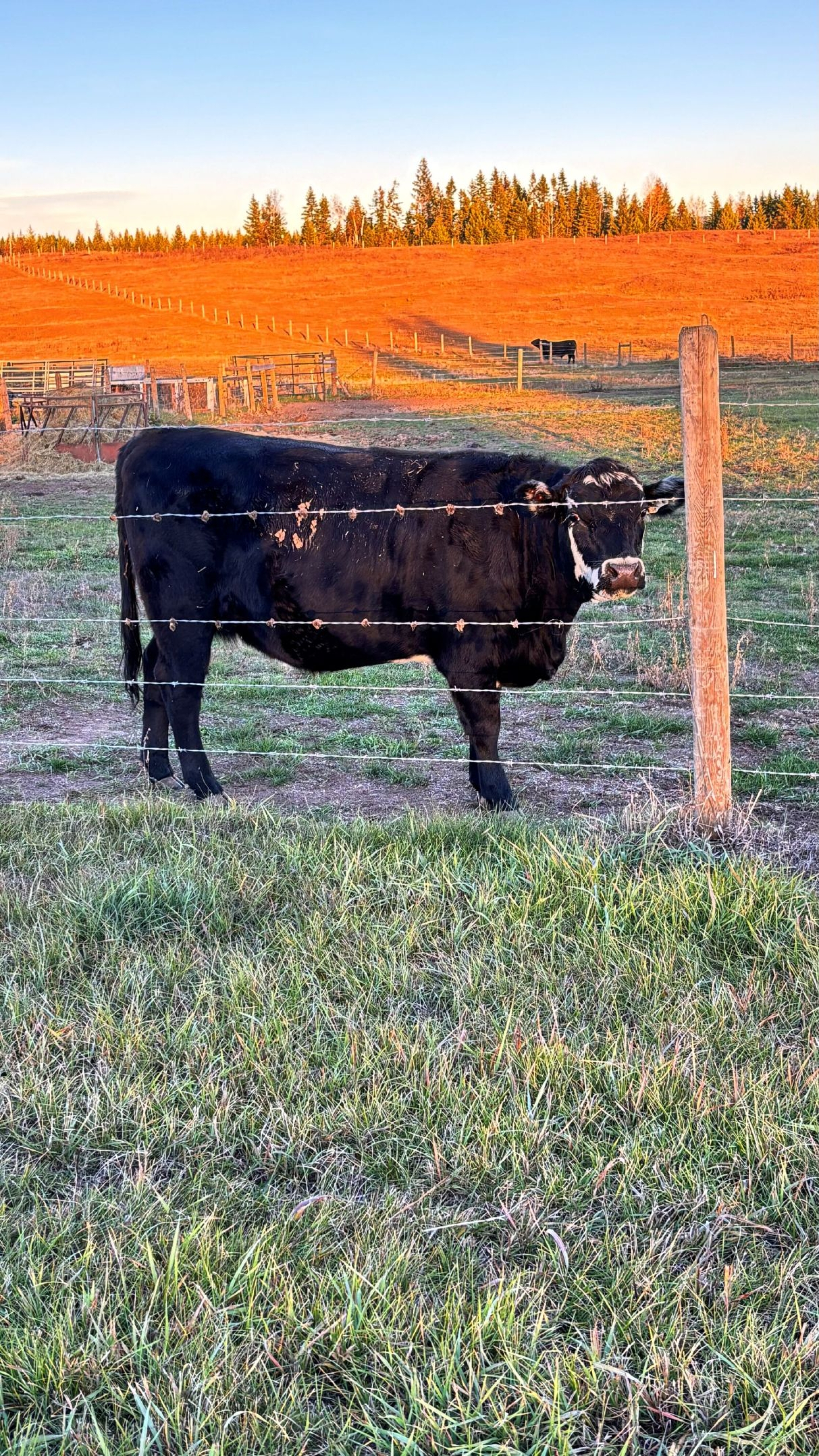 BC Livestock Sale Image