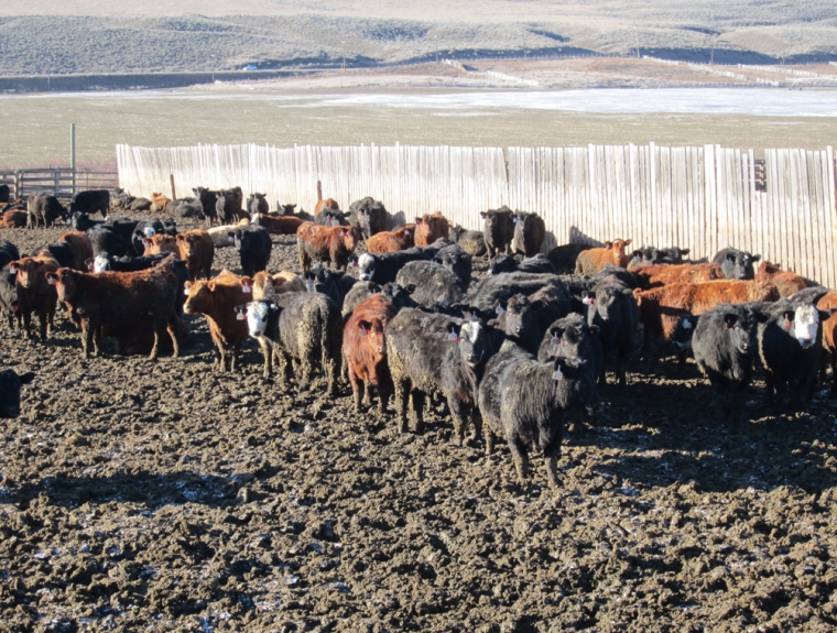 BC Livestock Sale Image