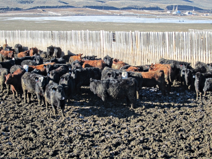 BC Livestock Sale Image
