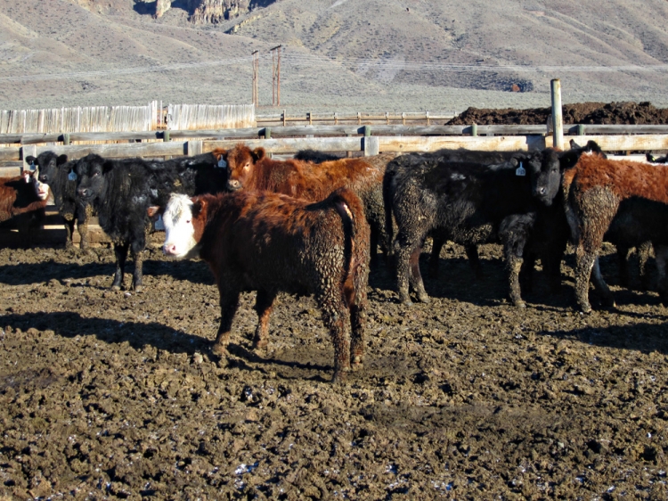 BC Livestock Sale Image