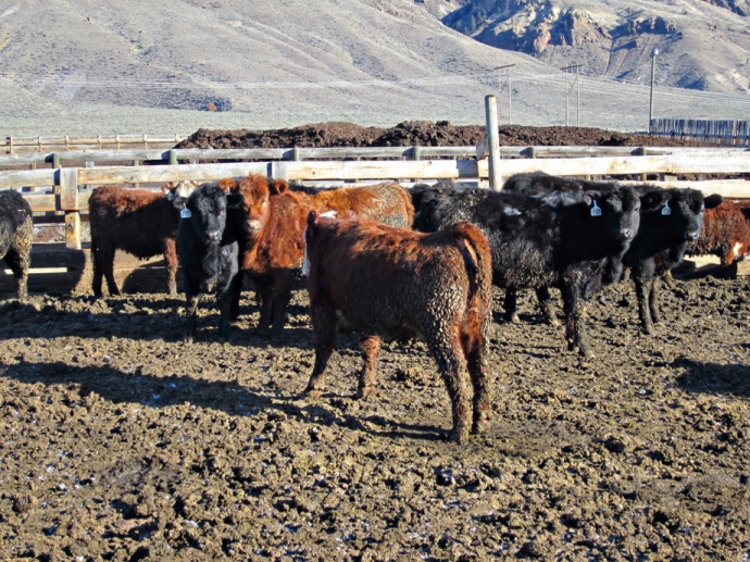 BC Livestock Sale Image