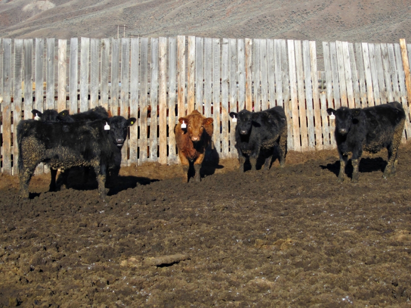 BC Livestock Sale Image