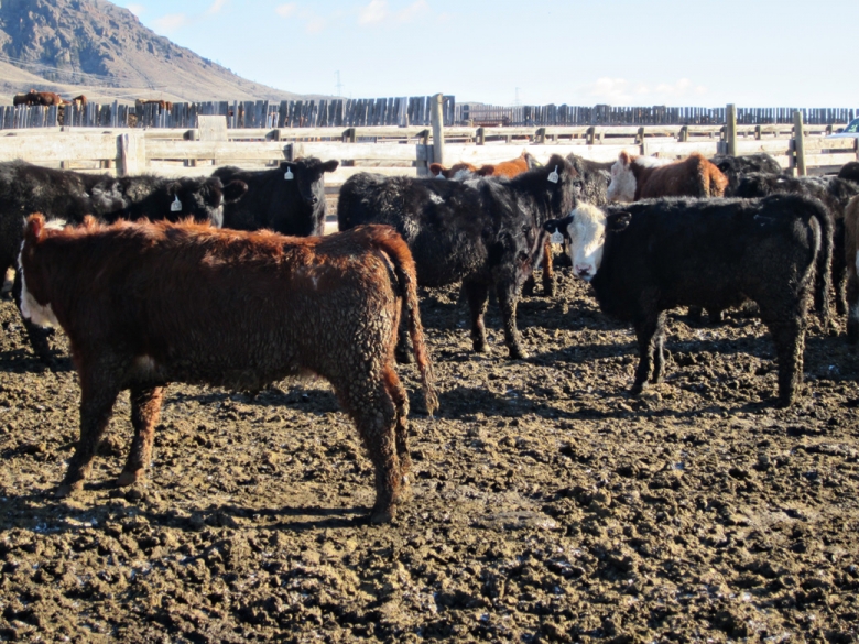 BC Livestock Sale Image