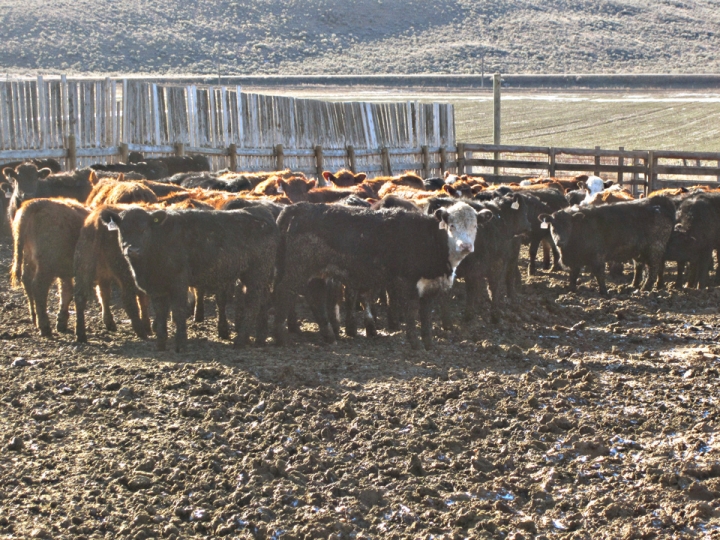 BC Livestock Sale Image