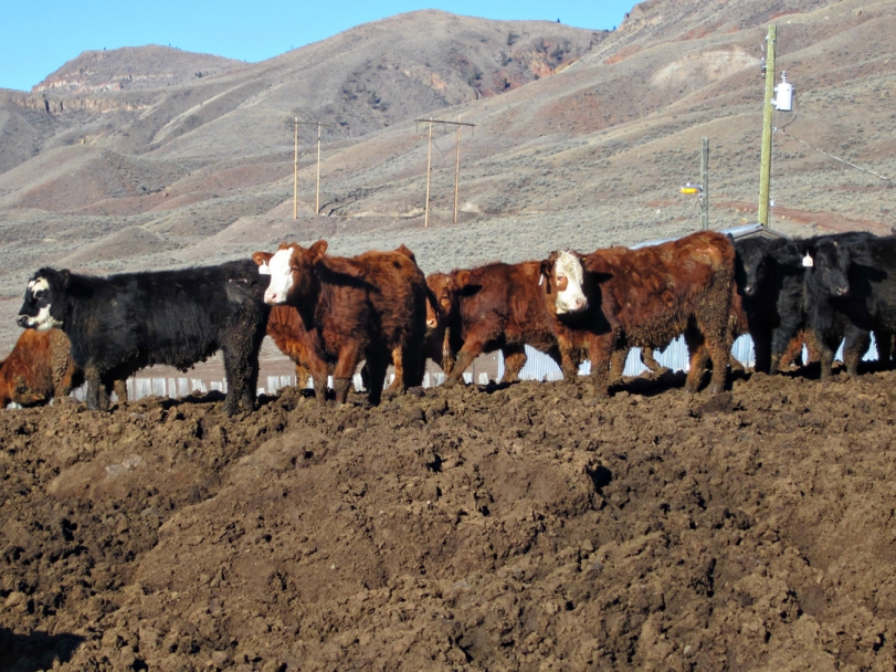 BC Livestock Sale Image