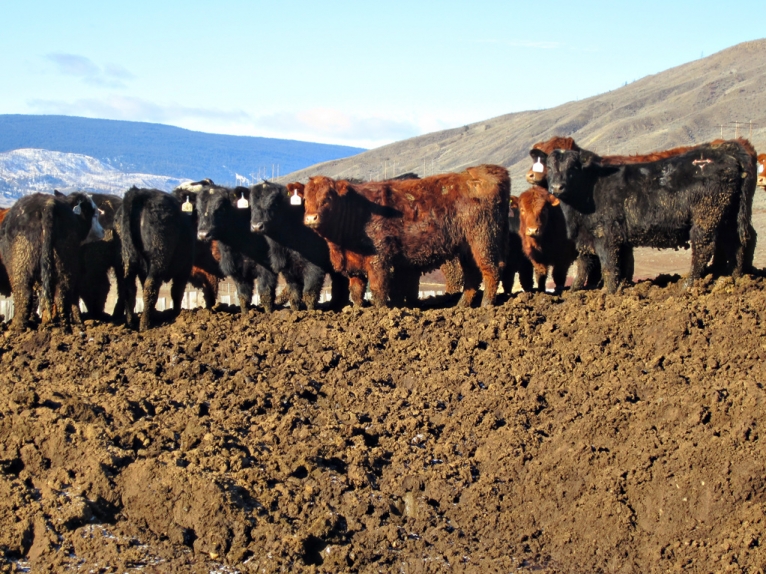 BC Livestock Sale Image