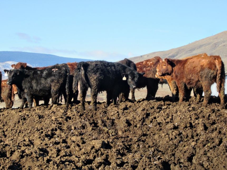 BC Livestock Sale Image