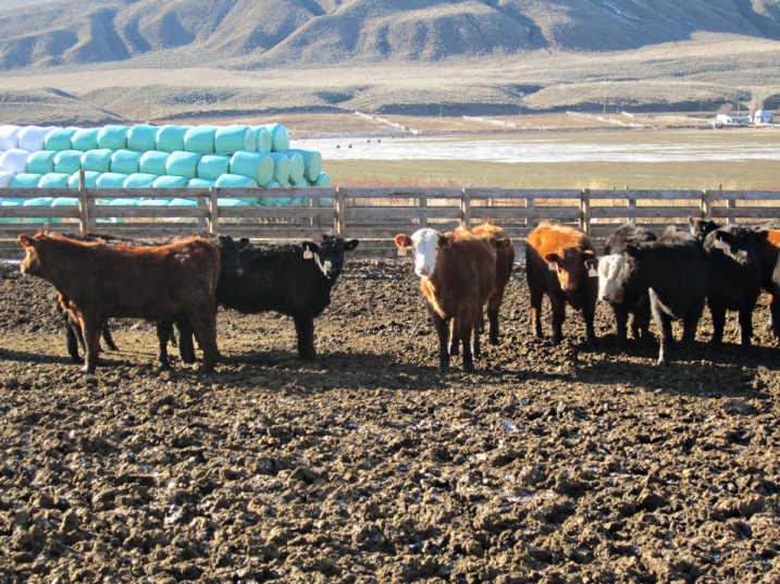 BC Livestock Sale Image