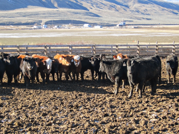 BC Livestock Sale Image