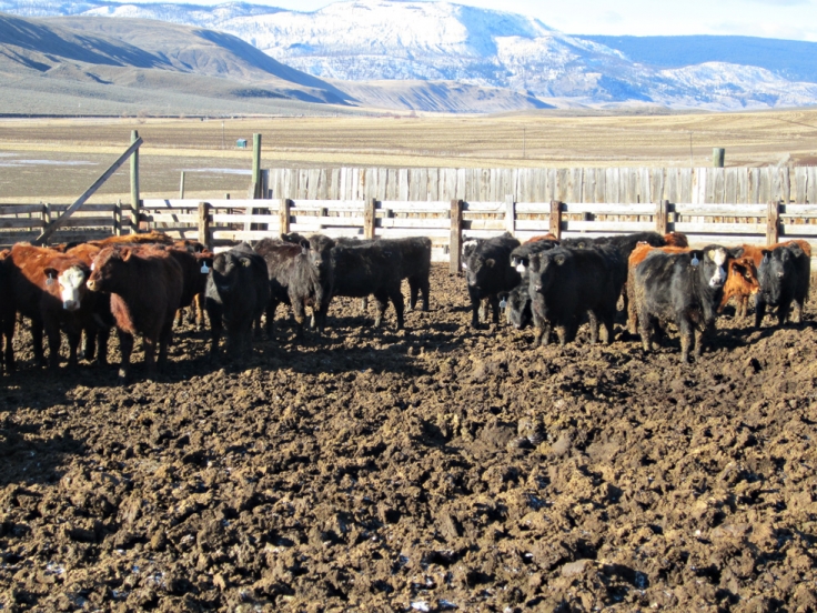 BC Livestock Sale Image