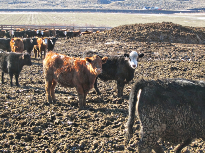 BC Livestock Sale Image