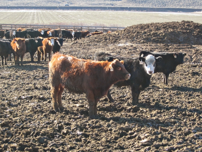 BC Livestock Sale Image
