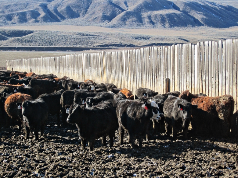 BC Livestock Sale Image