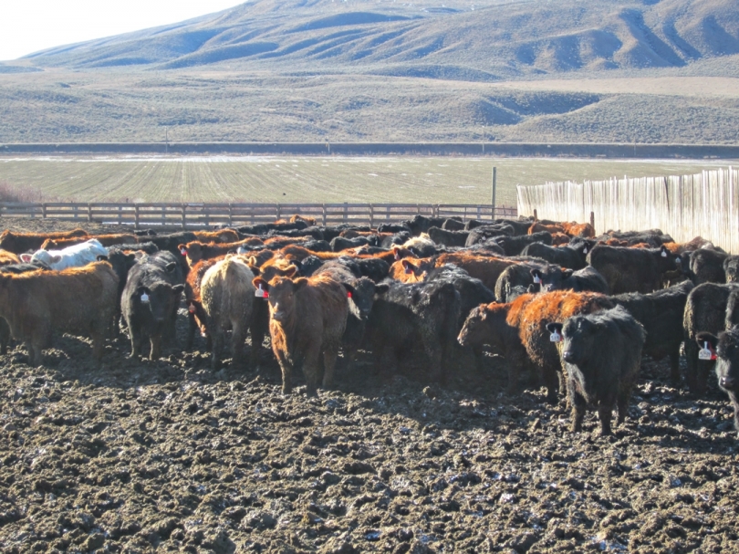 BC Livestock Sale Image