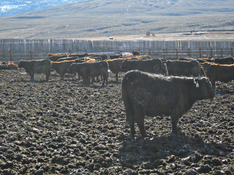 BC Livestock Sale Image