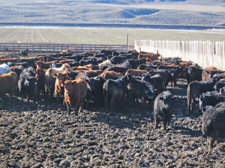 BC Livestock Sale Image