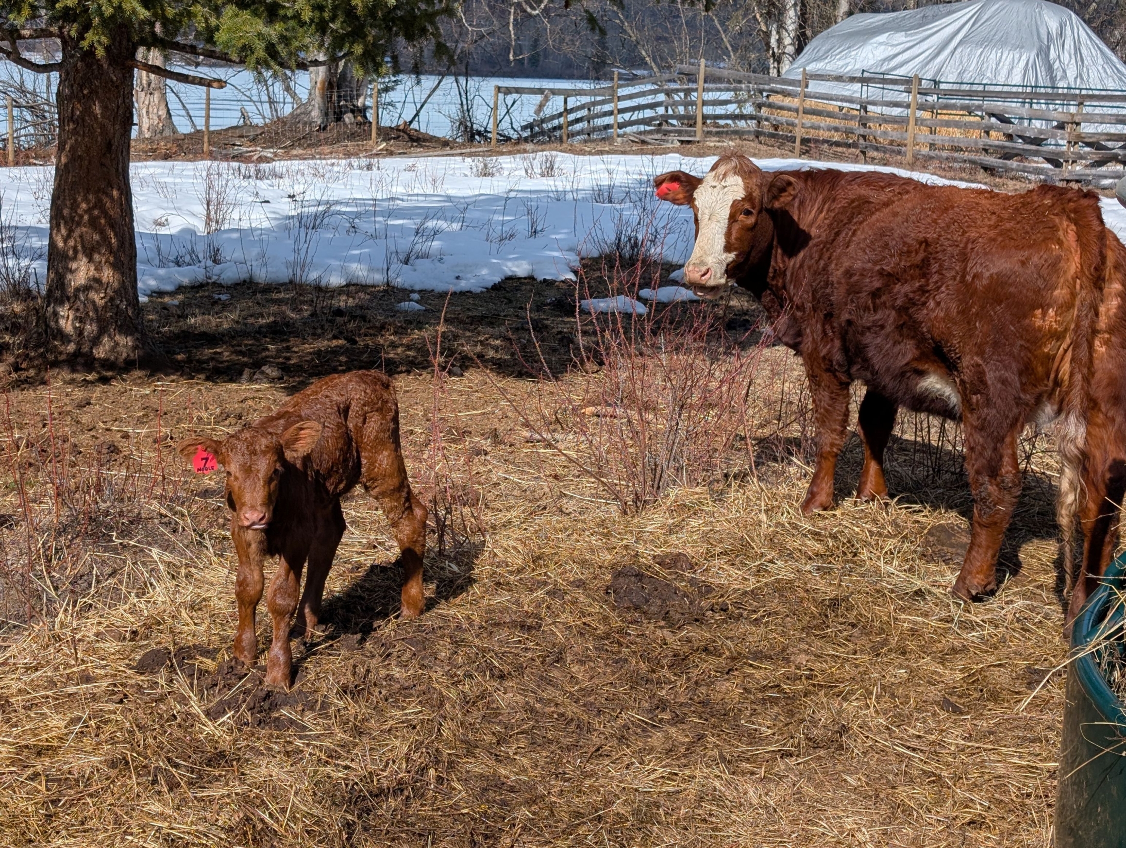 BC Livestock Sale Image