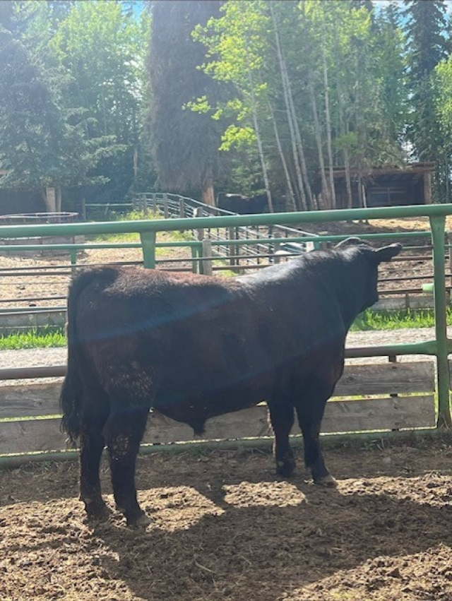 BC Livestock Sale Image
