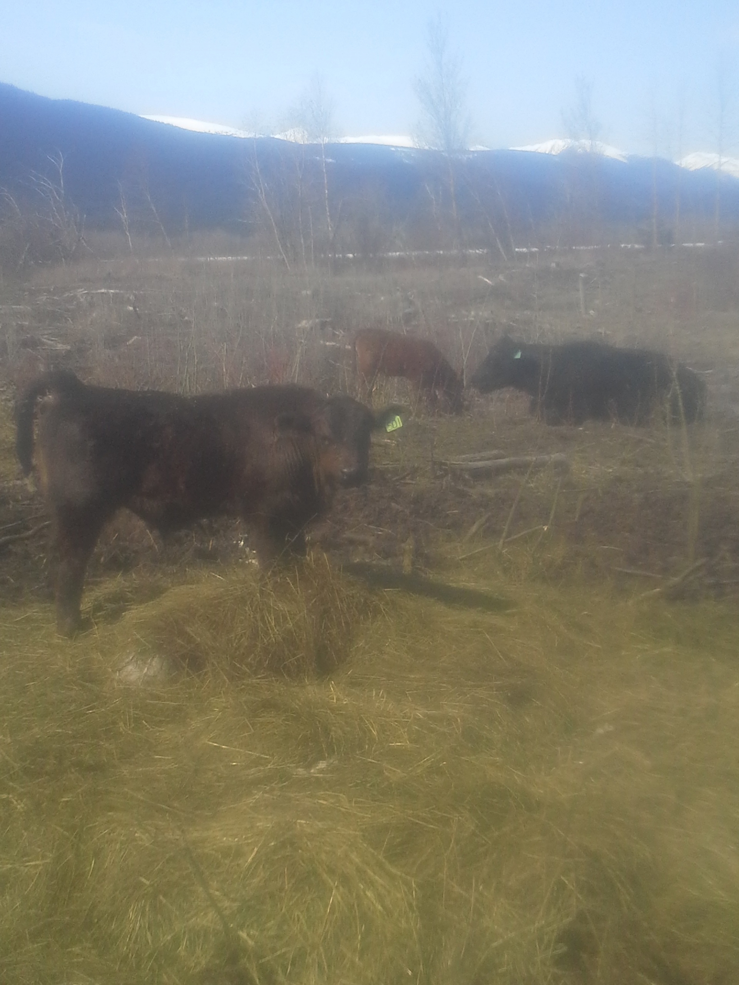 BC Livestock Sale Image