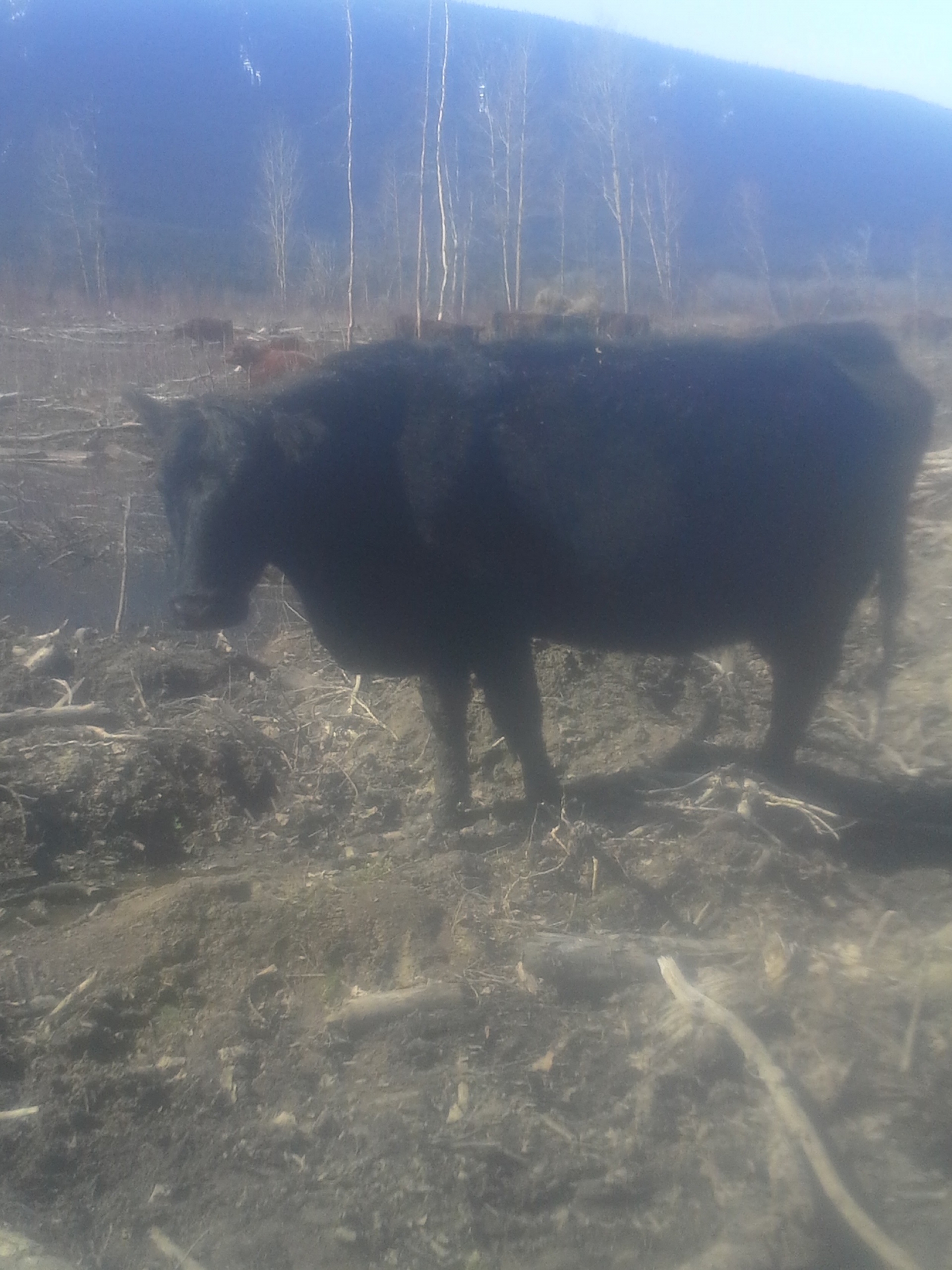 BC Livestock Sale Image